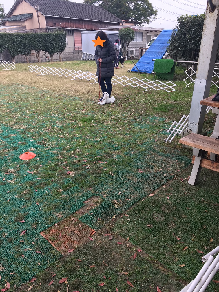 マルチーズのソラ君が集中している写真