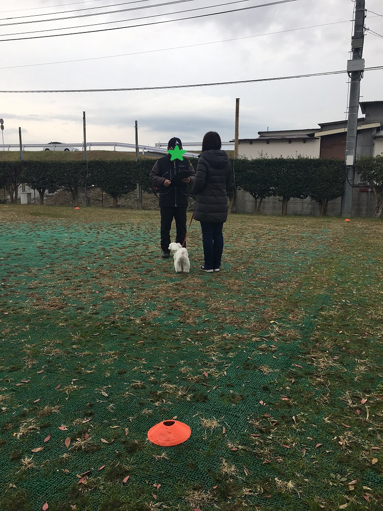 マルチーズのそら君が申告している写真