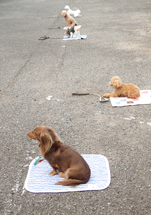 しつけ教室の写真