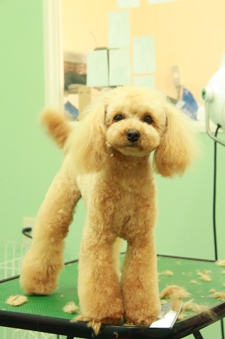 トイプードルのもなかちゃんのカット後の写真
