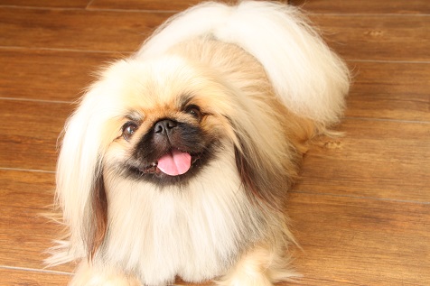 子犬時代のこたろう君