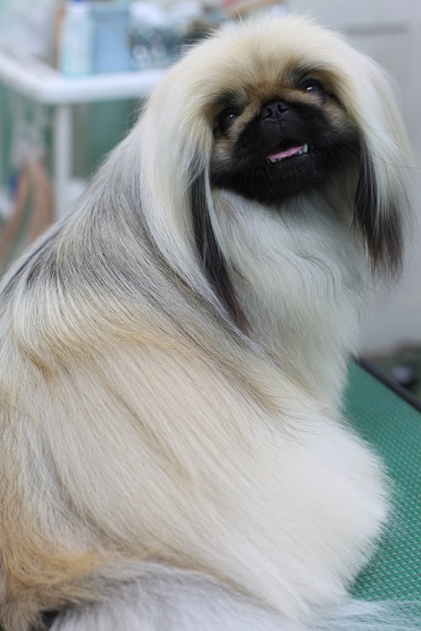 成犬になったこたろう君の背中の写真
