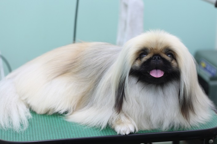 成犬のこたろう君の全身写真