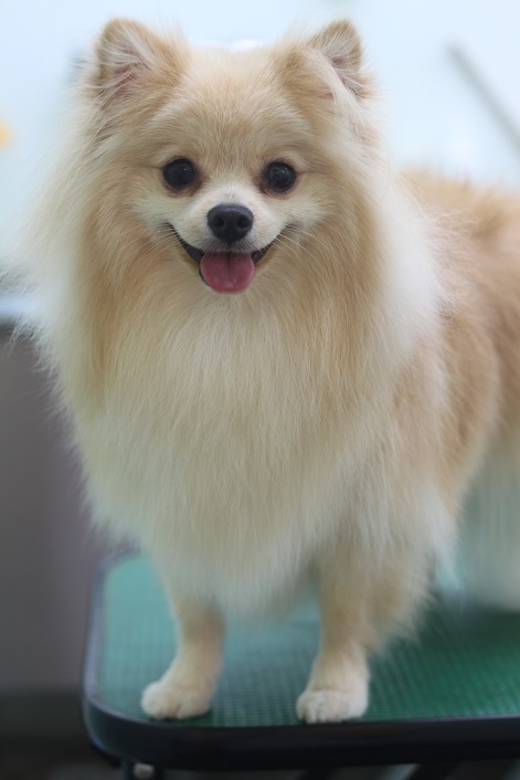 ポメラニアンのティノ君の写真