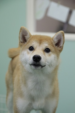 柴犬のみかんちゃん