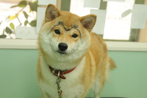 柴犬の梅ちゃん