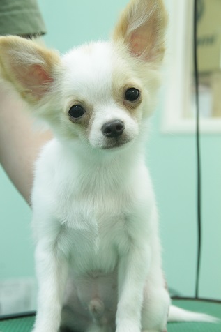 子犬のチワワの寛太君
