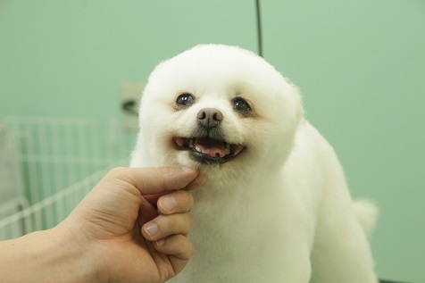 白ポメのレオ君カット後