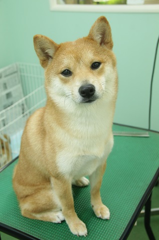 柴犬のはるちゃん