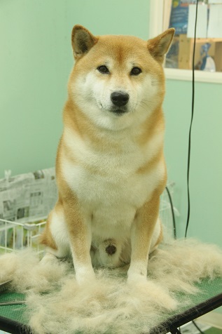 柴犬のウィル君