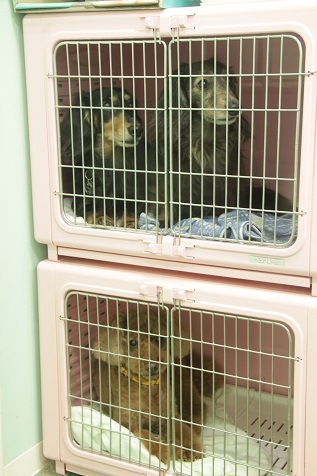 ホテル中のハウスの犬達の写真