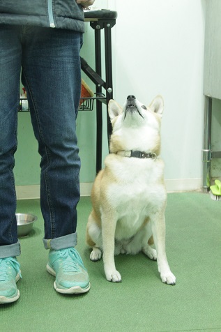 柴犬のももちゃん