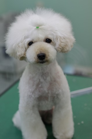 トイプードルのふじこちゃん