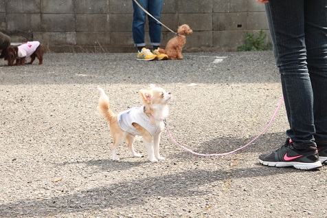 チワワ子犬