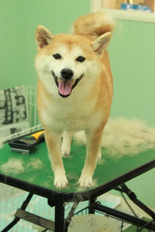 シャンプー前のみかんちゃん