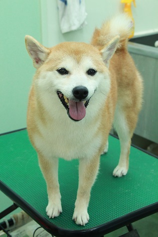 シャンプー後のみかんちゃん