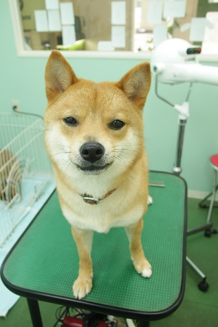 柴犬のももちゃん