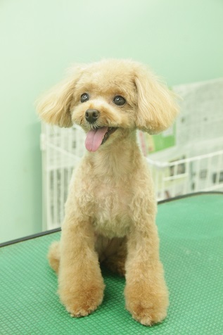 トイプードルのるるちゃんのトリミング後の写真